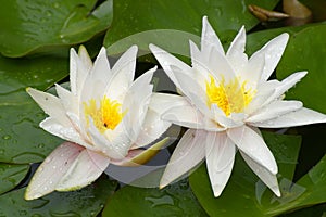 White water lilies