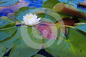 White water lilies