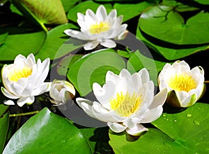 White water lilies.