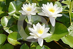 White water lilies