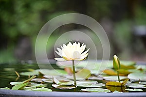 The white water lilies are beautifully blooming