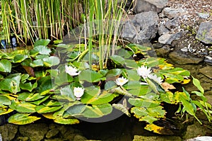 White water lilies blooming in a water garden