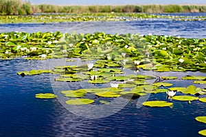 White water lilies in the Danube delta