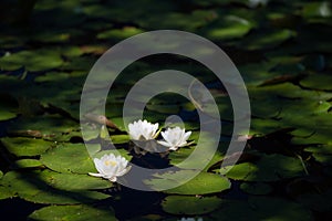 White water lilies on the dark water
