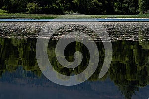 White water lilies on the dark water