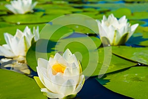 white water lilies floating on a lake