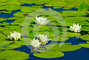 white water lilies floating on a lake