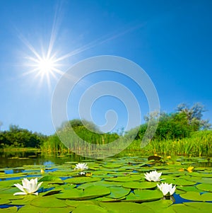 white water lilies floating on a lake at sunny day