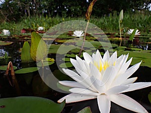 White Water Lilies and Green Lily Pads