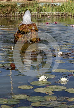 White, water lilies grow in a pond close-up