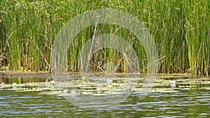 White water lilies of the lake