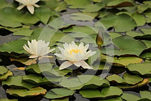 White water lilies in a lake - aquatic plants
