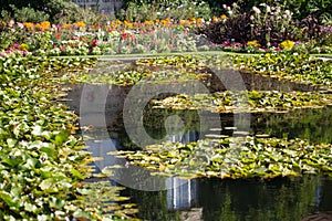 White Water Lilies on a lake in a botanical garden