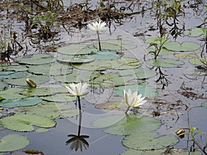 White water lilies, lake with green leaves