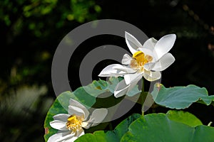 White water lilies and nature in swamps.