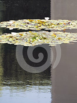 White water lilies photo