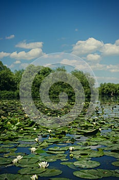 White water lilies