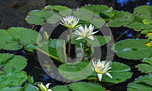 White Water Lilies in a Pond of Green Lily Pads