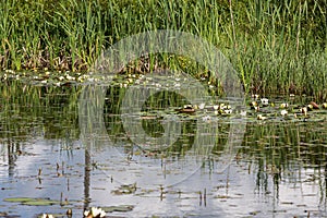 White water lilies on water