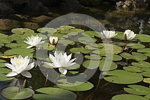 White water liliies on water of pond, lilium, recorded in Saint Constantine and Helena resort, Bulgaria.