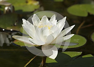 White water liliy on water of pond, lilium, recorded in Saint Constantine and Helena resort, Bulgaria.