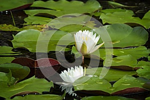 White Water Lillies Among Giant Lilly Pads