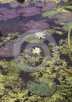 White water lillis with algae