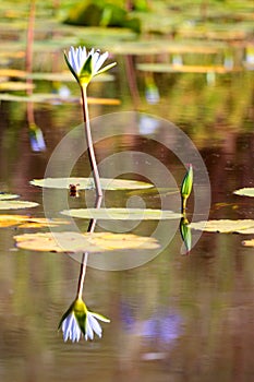 White water Lilly