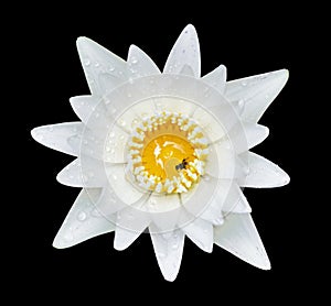 White water lilly