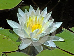 White water-lilly img