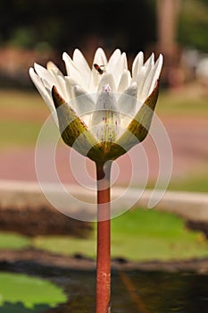 White water lilly blooming in morning sunlight