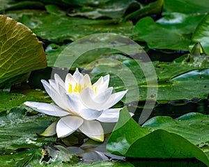 White water lilly blossom in a pond