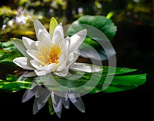 Bílý voda květ v rybník 