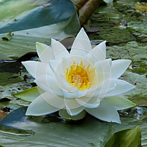 White water lilly flower in bloom