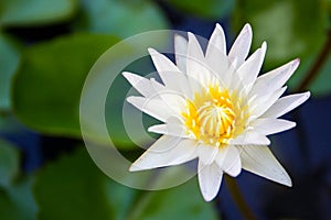 White water Lilly flower close up.