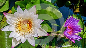 White water lilly flower