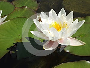 White Water Lilly Flower