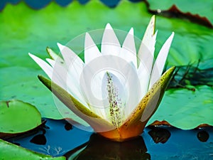 A white water lilly flower on the river