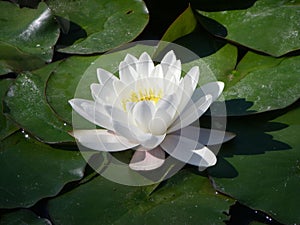 White water lilly