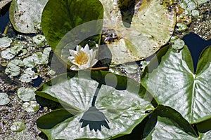 White water lilly with green leaves on water Heviz lake in Hungary