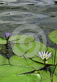 White water lilly with leaves.