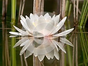 White water lilly