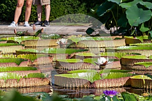 White Water Lilly among Victoria Regia water lilies