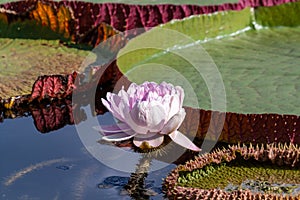 White Water Lilly among Victoria Regia water lilies