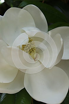 White Water Lily