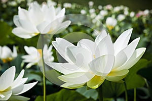 White water lily