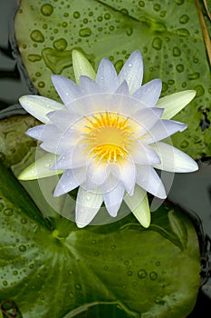 White water lily