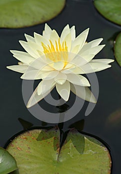 White Water Lily.