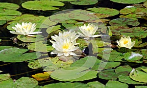 White water lily