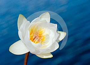 White water lily